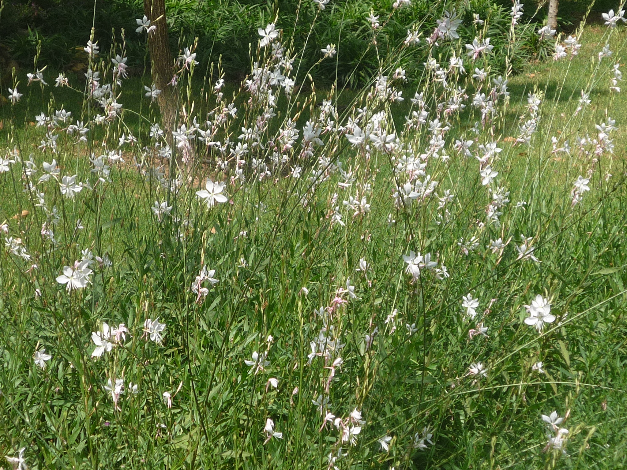 Oenothera lindheimeri